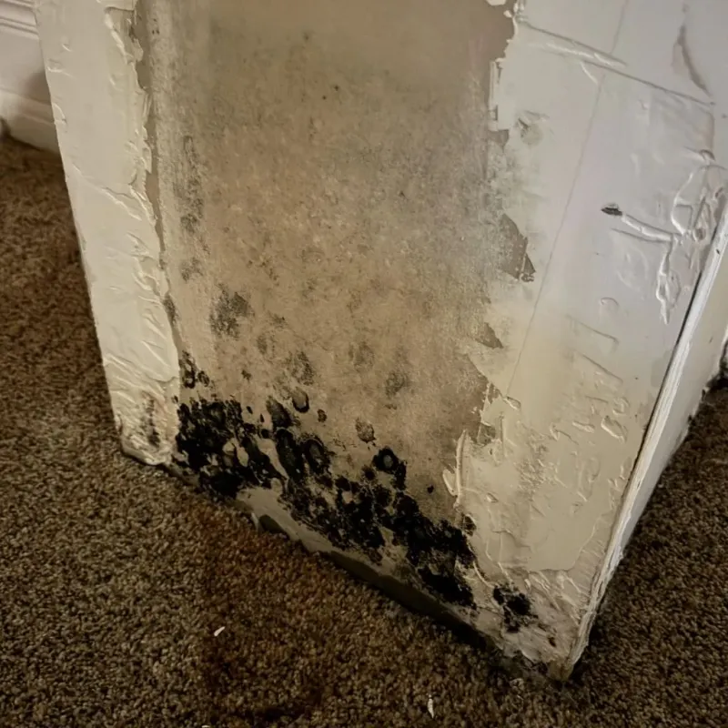 Professional Mold Removal in South Zanesville, OH